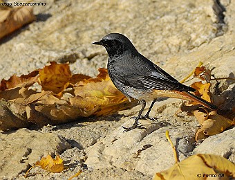Animali 351